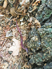 Lumbricus terrestris