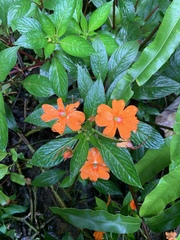 Impatiens hawkeri