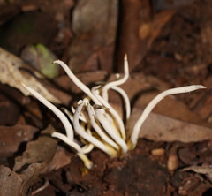Clavaria alboglobospora
