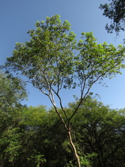 Astronium graveolens