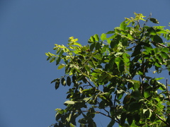 Astronium graveolens