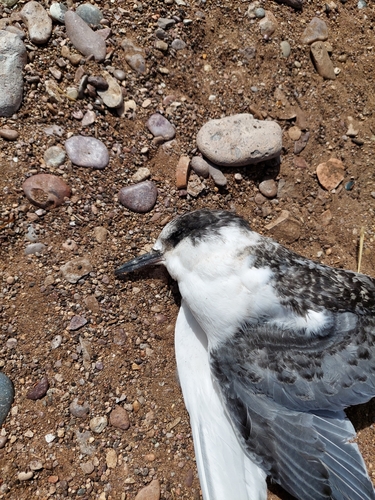South American Tern (Sterna hirundinacea)