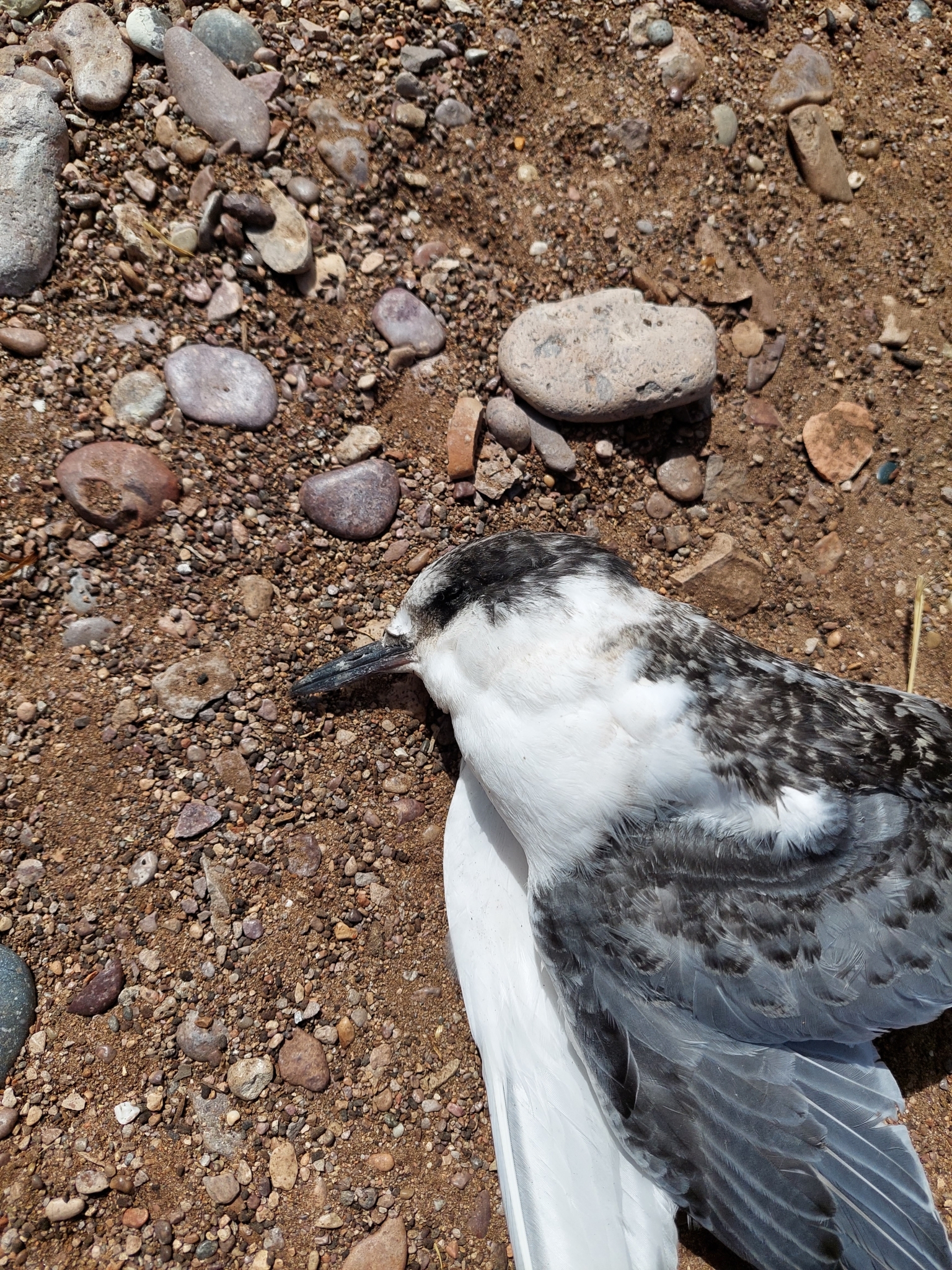South American Tern illustration