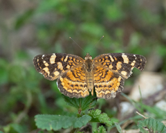 Anthanassa frisia