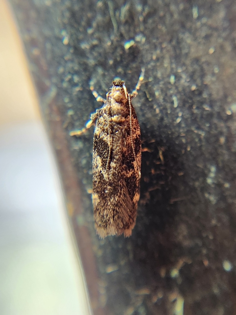 Filatima neotrophella