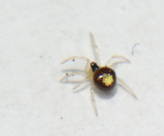 Theridula