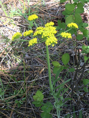 Lomatium dissectum