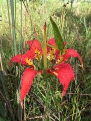 Lilium catesbaei image