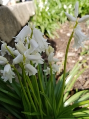 Hyacinthoides hispanica