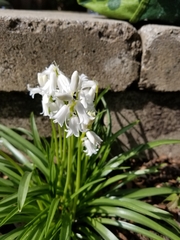 Hyacinthoides hispanica