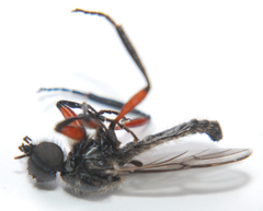 Bibio femoratus