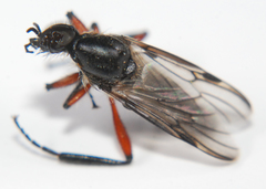 Bibio femoratus