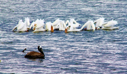 Brown Pelican photographed in Colorado