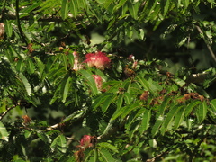 Calliandra magdalenae