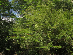 Calliandra magdalenae