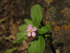 Talinum fruticosum