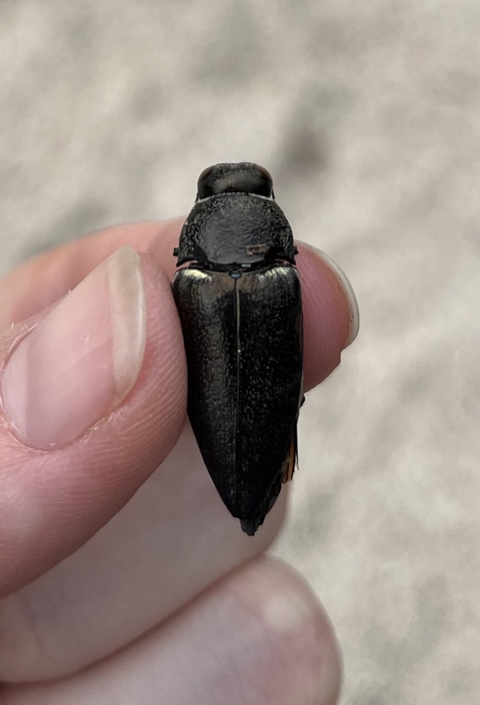 Hippomelas aeneocupreus