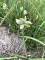 Allium canadense canadense
