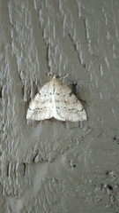 Thallophaga hyperborea