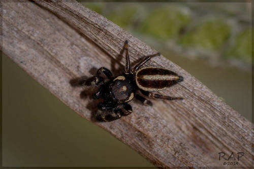 Dendryphantes mordax