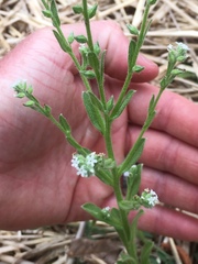 Myosotis macrosperma