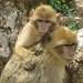 Barbary Macaque - Photo (c) juan_carlos_caicedo_hdz, some rights reserved (CC BY), uploaded by juan_carlos_caicedo_hdz