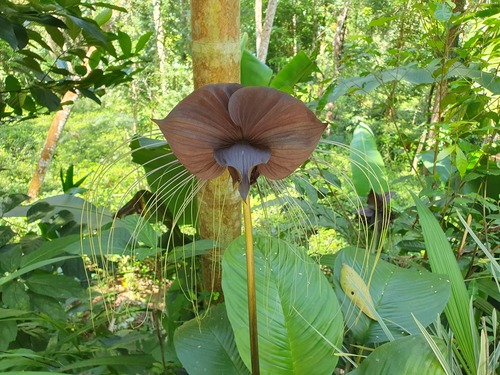 Flor-morcego