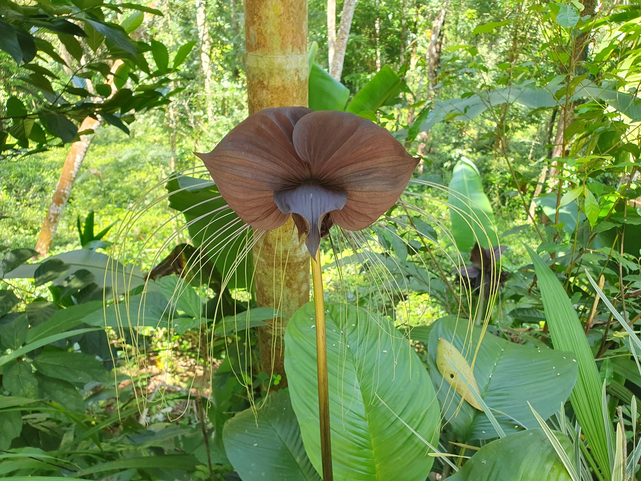 Imagem de Flor-morcego