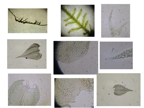 Haplocladium microphyllum observed 2024-02-06