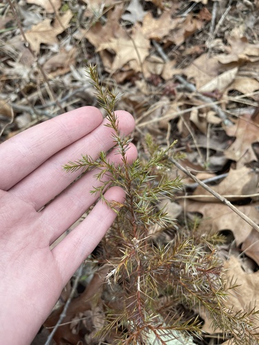 Eastern redcedar (Juniperus virginiana)