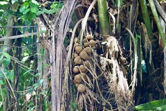 Manicaria saccifera image