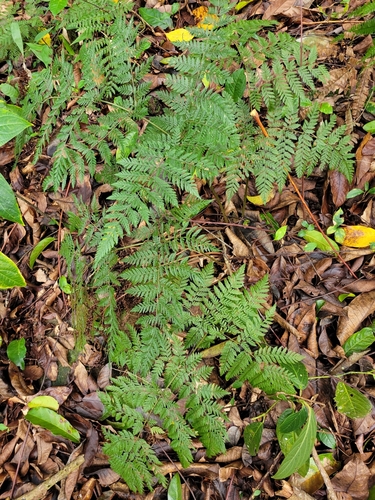 False Shieldfern (Parapolystichum effusum)