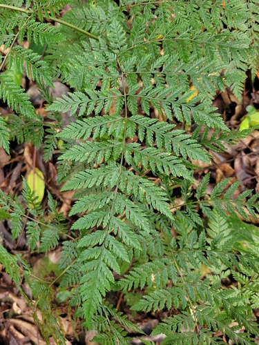 Image of Parapolystichum effusum by (c) Wes Gapp, some rights reserved (CC BY)