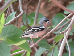 Fringilla coelebs africana