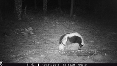 Mephitis mephitis estor