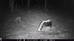 Mephitis mephitis estor