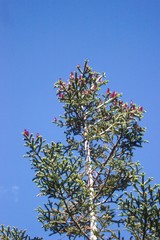 Abies vejarii