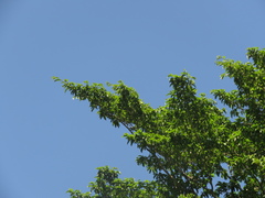 Brosimum alicastrum