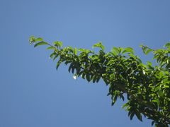 Brosimum alicastrum