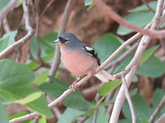 Fringilla coelebs africana