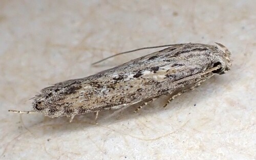 Potato Tuber Moth