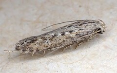 Traça-da-batatinha (Phthorimaea operculella)