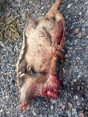 Euphractus sexcinctus