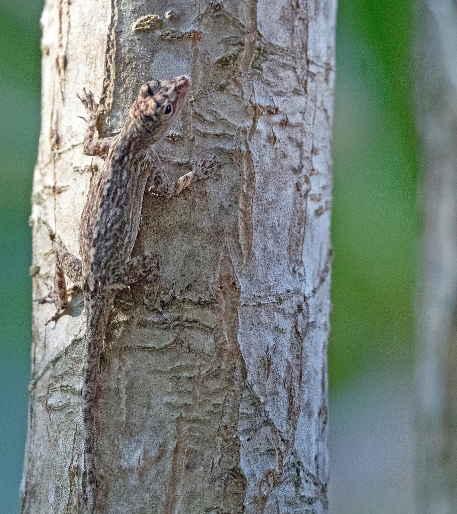 Cuban Spiny-Plant Anole