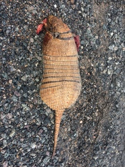 Euphractus sexcinctus