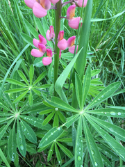 Lupinus rivularis