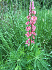 Lupinus rivularis