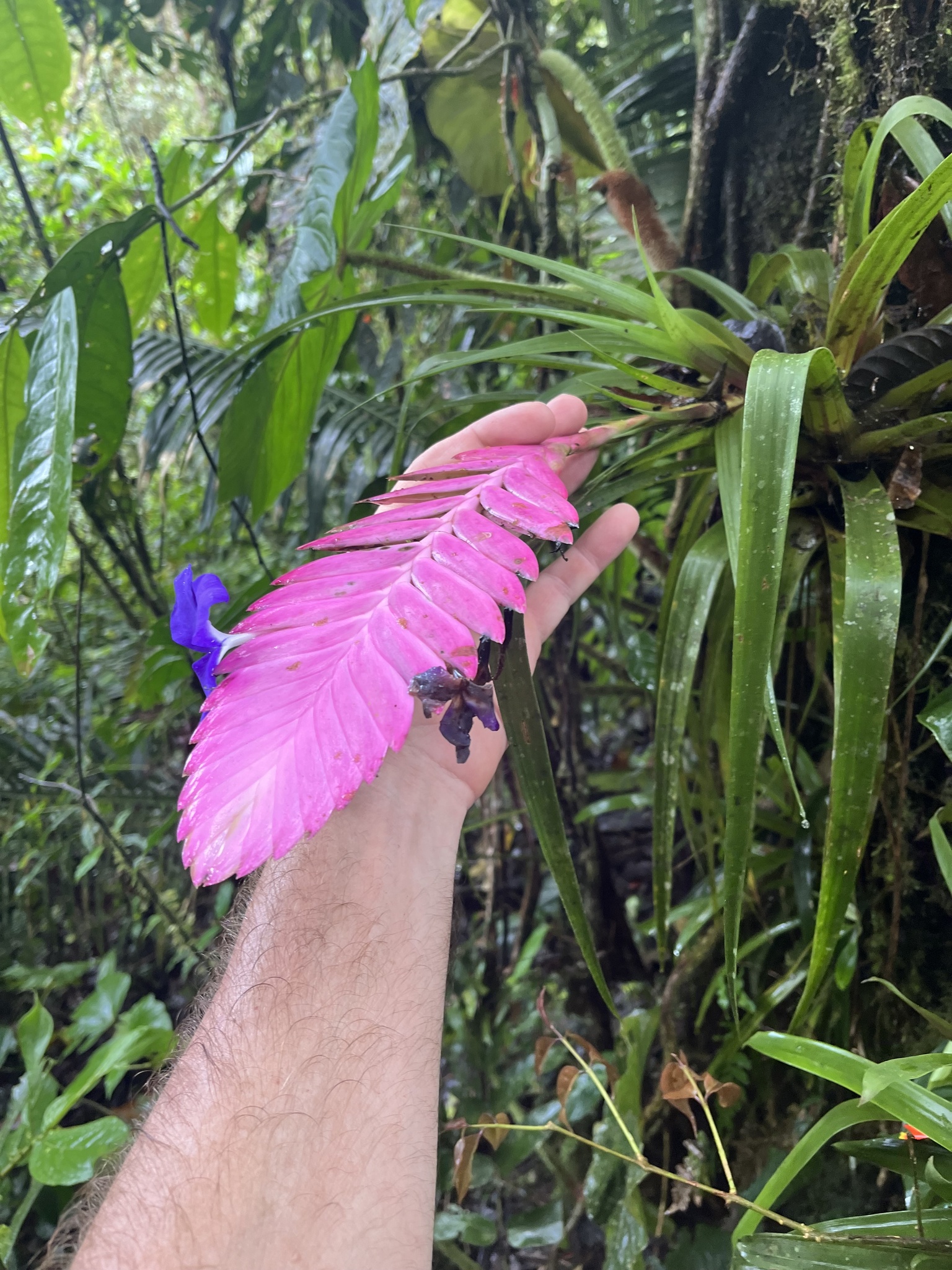 Imagem de Tillandsia azul
