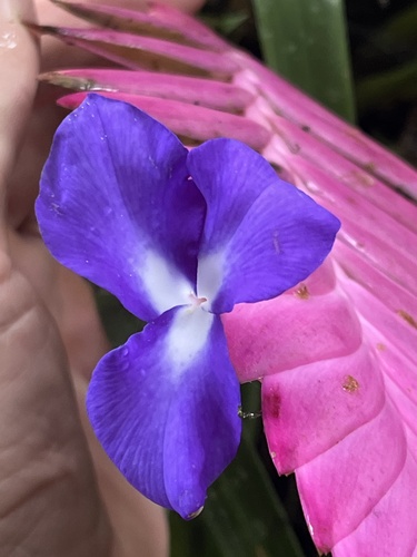 Foto de Tillandsia azul
