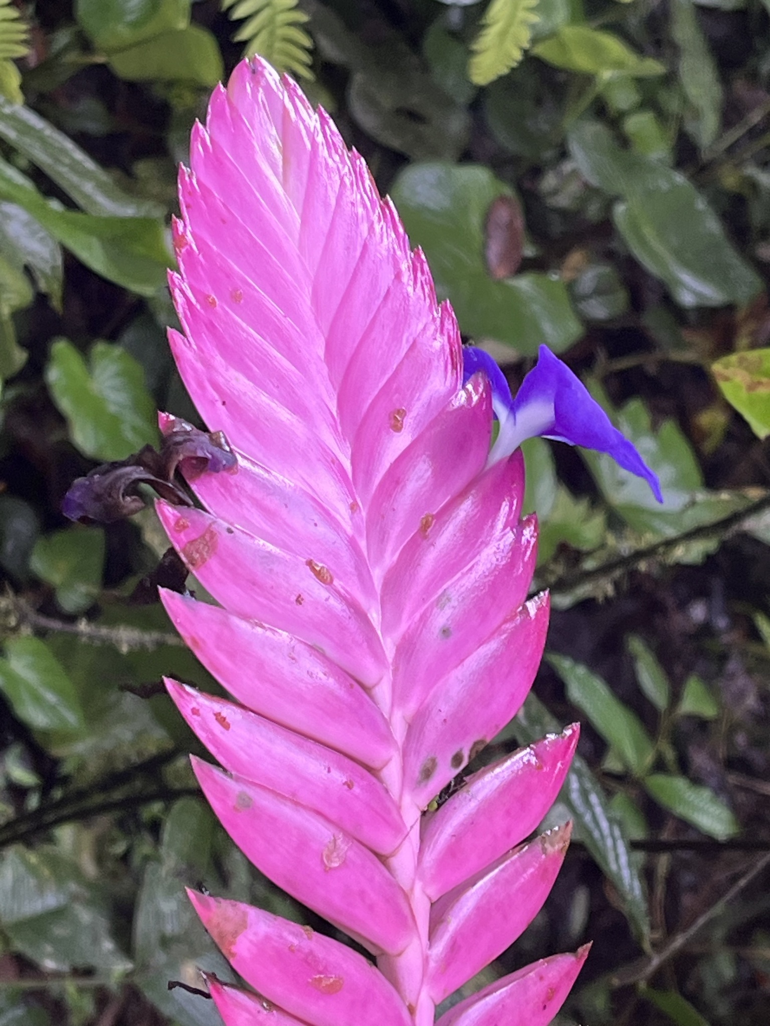 Imagem de Tillandsia azul